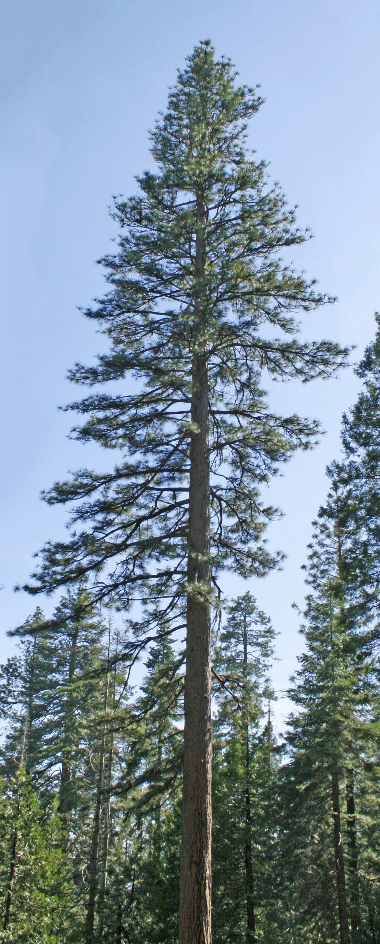 6_Ponderosa_mature.jpg