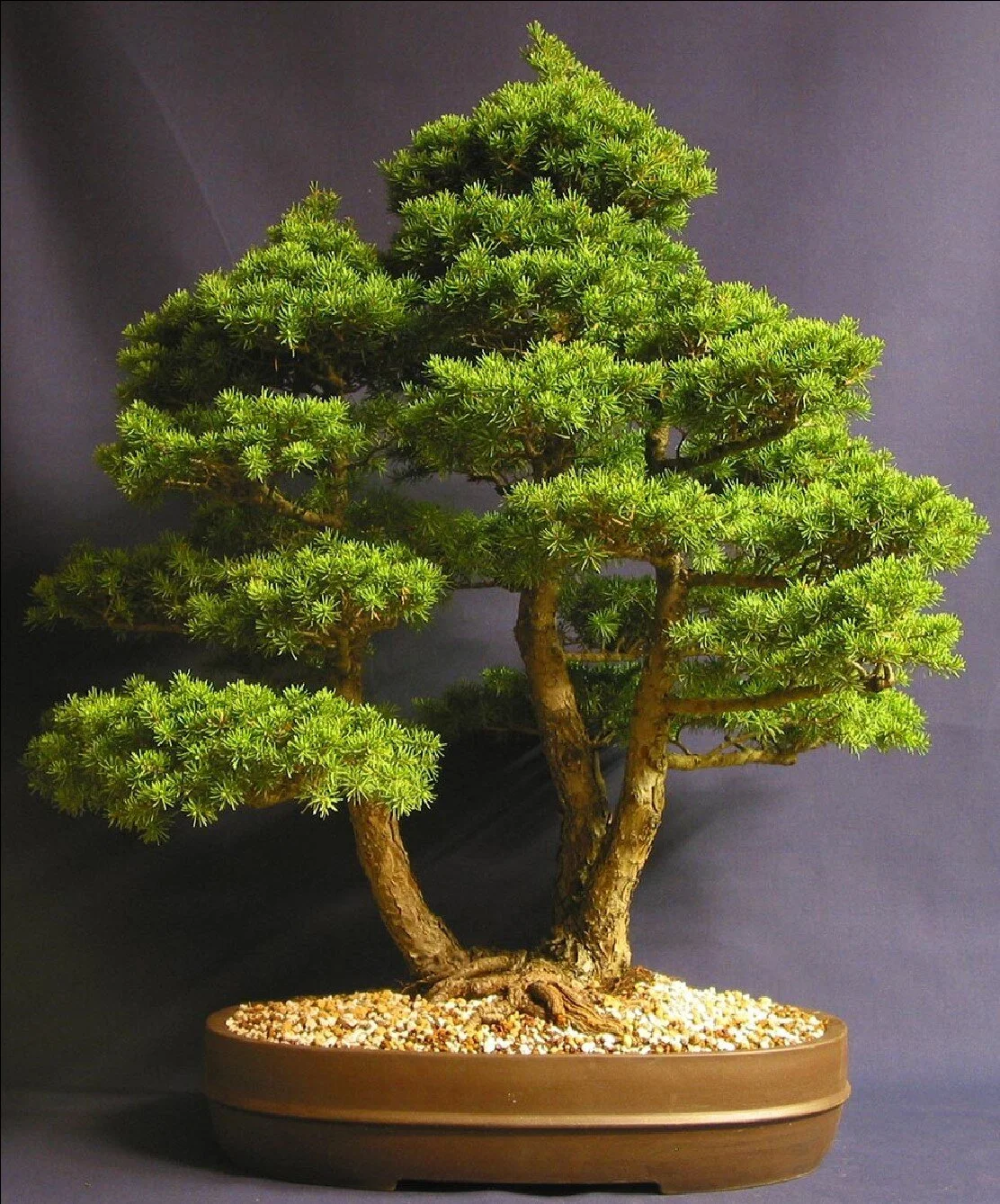 Outdoor Bonsai Mountain Hemlock tree Easy to grow and fully hardy