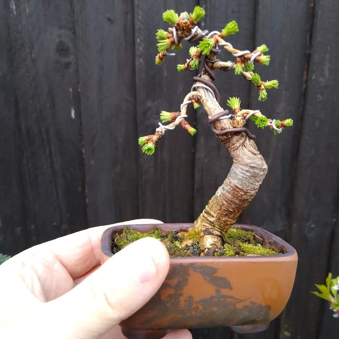 Pop-up Workshop: Oregon Shohin Krafters