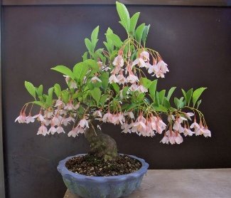 Pop-up Workshop: Oregon Shohin Krafters