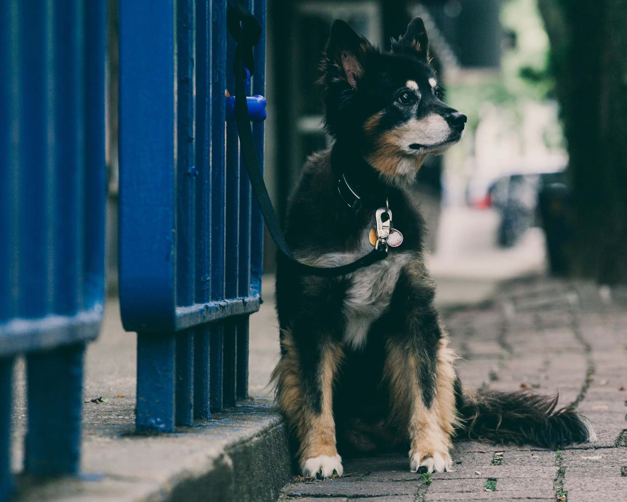 DOG-1-2.JPG