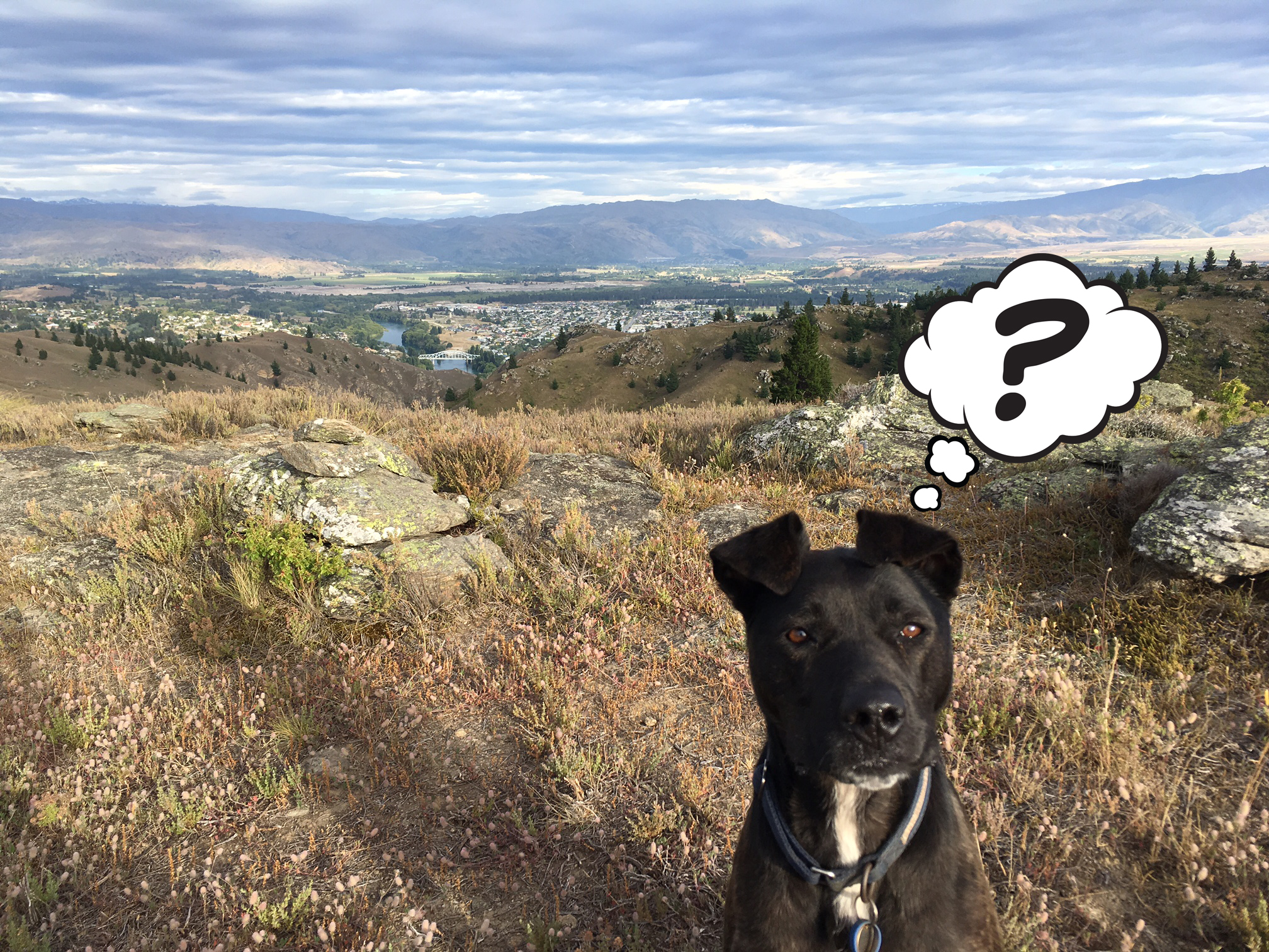 My confused dog.