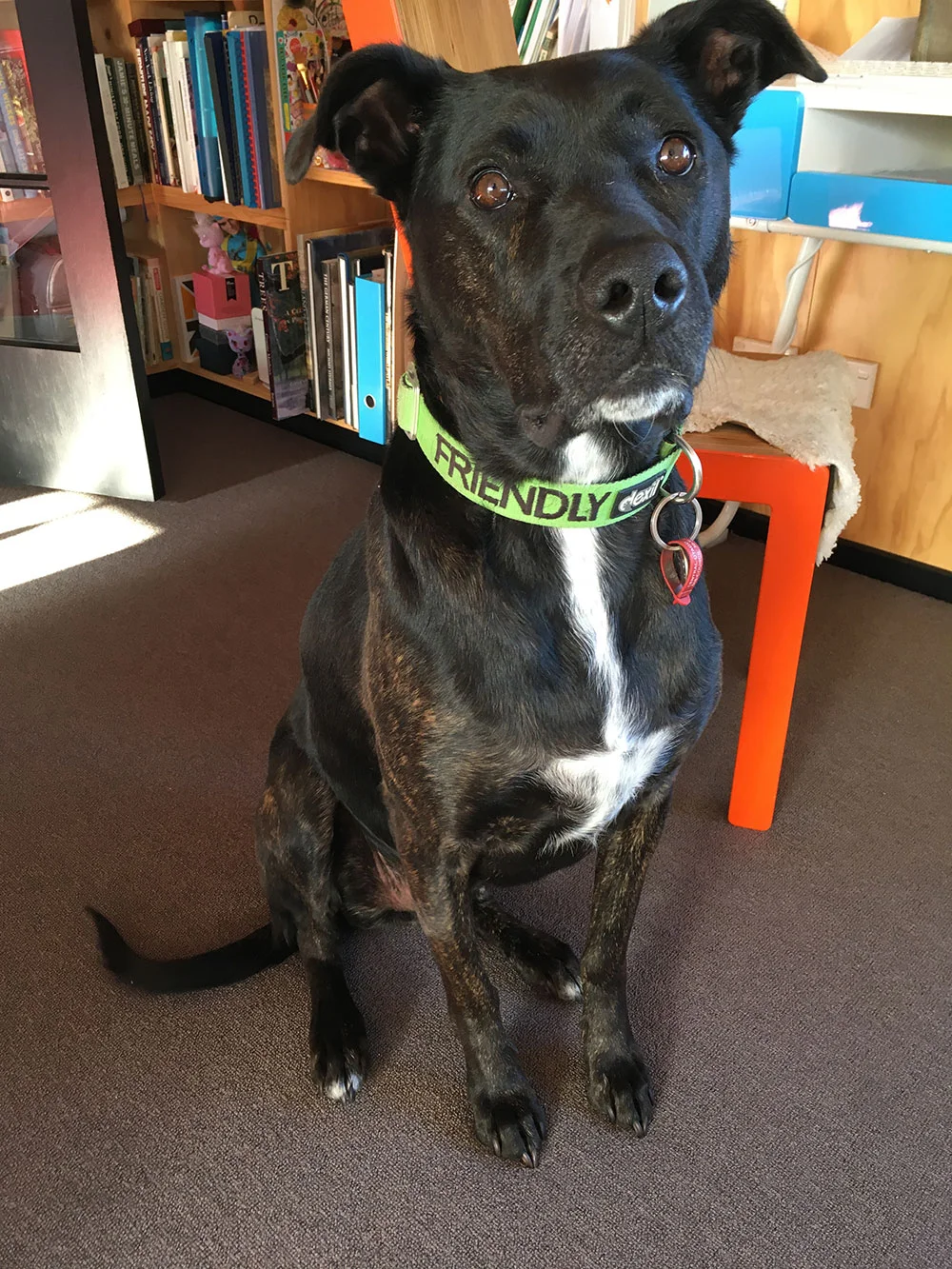 Blue waiting to go walkies...