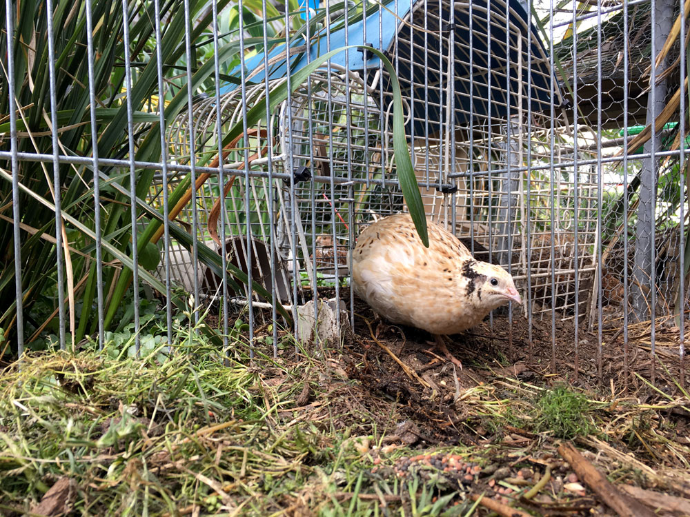  Quail make great wee pets, less work than chooks but just as many eggs! Just a little smaller… 