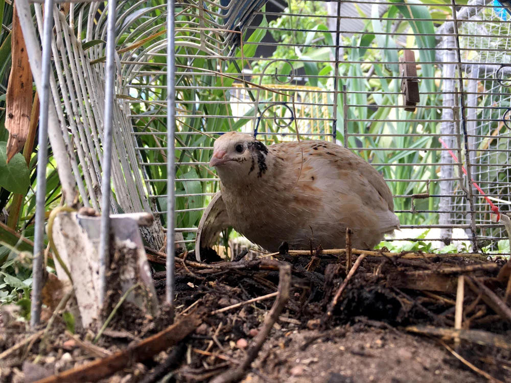 One of our four quail in its enclosure made from recycled bird cages linked together.