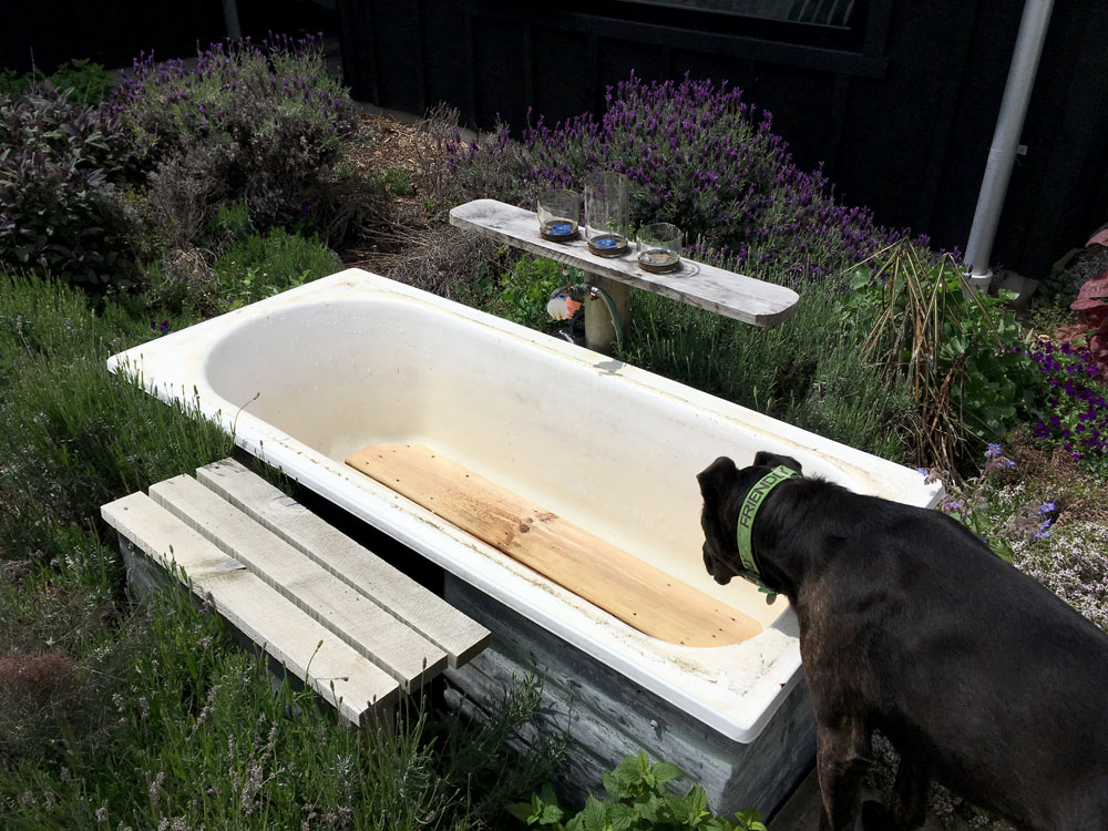 Blue checking out the outside bath.