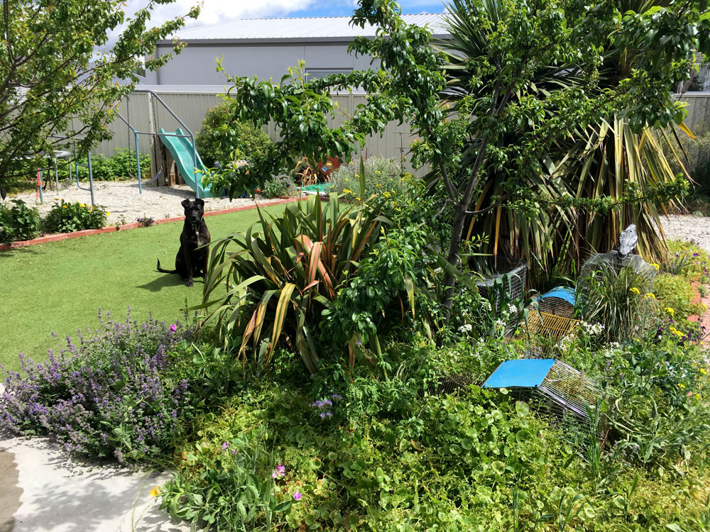  Blue sitting on the artificial lawn. No point trying to grow grass in Central Otago! 