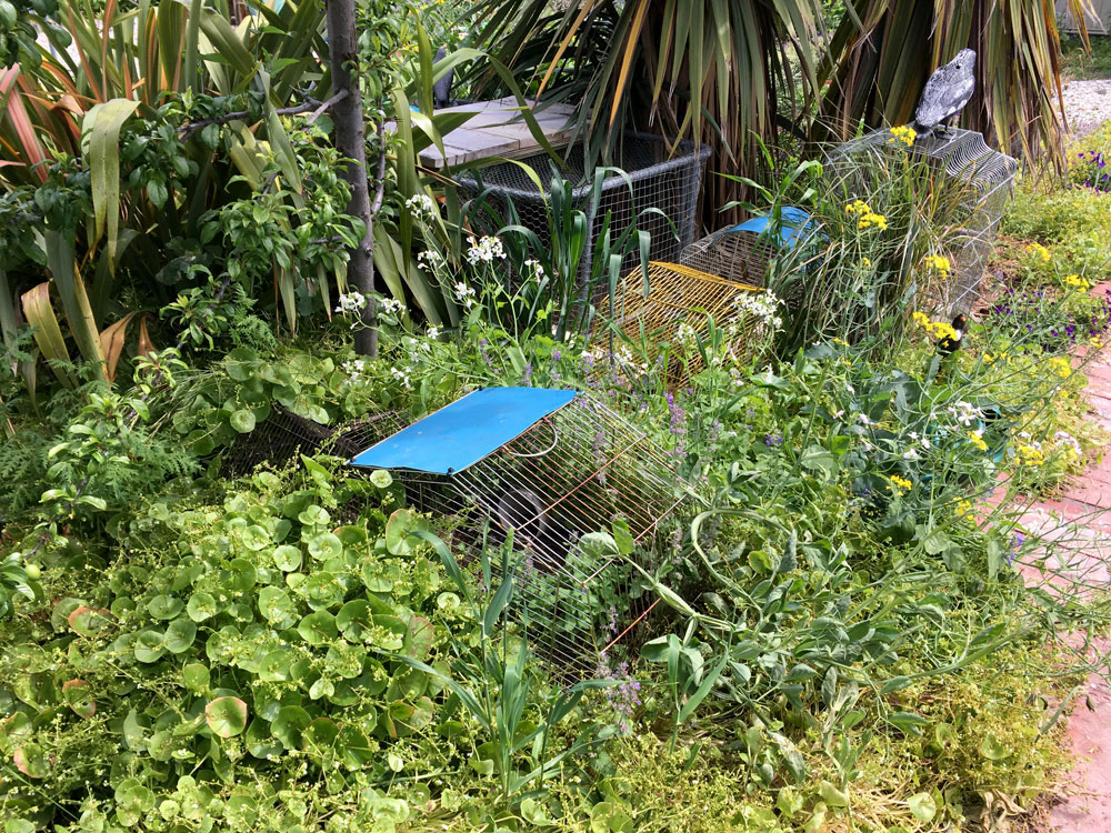Quail enclosure made from recycled bird cages.