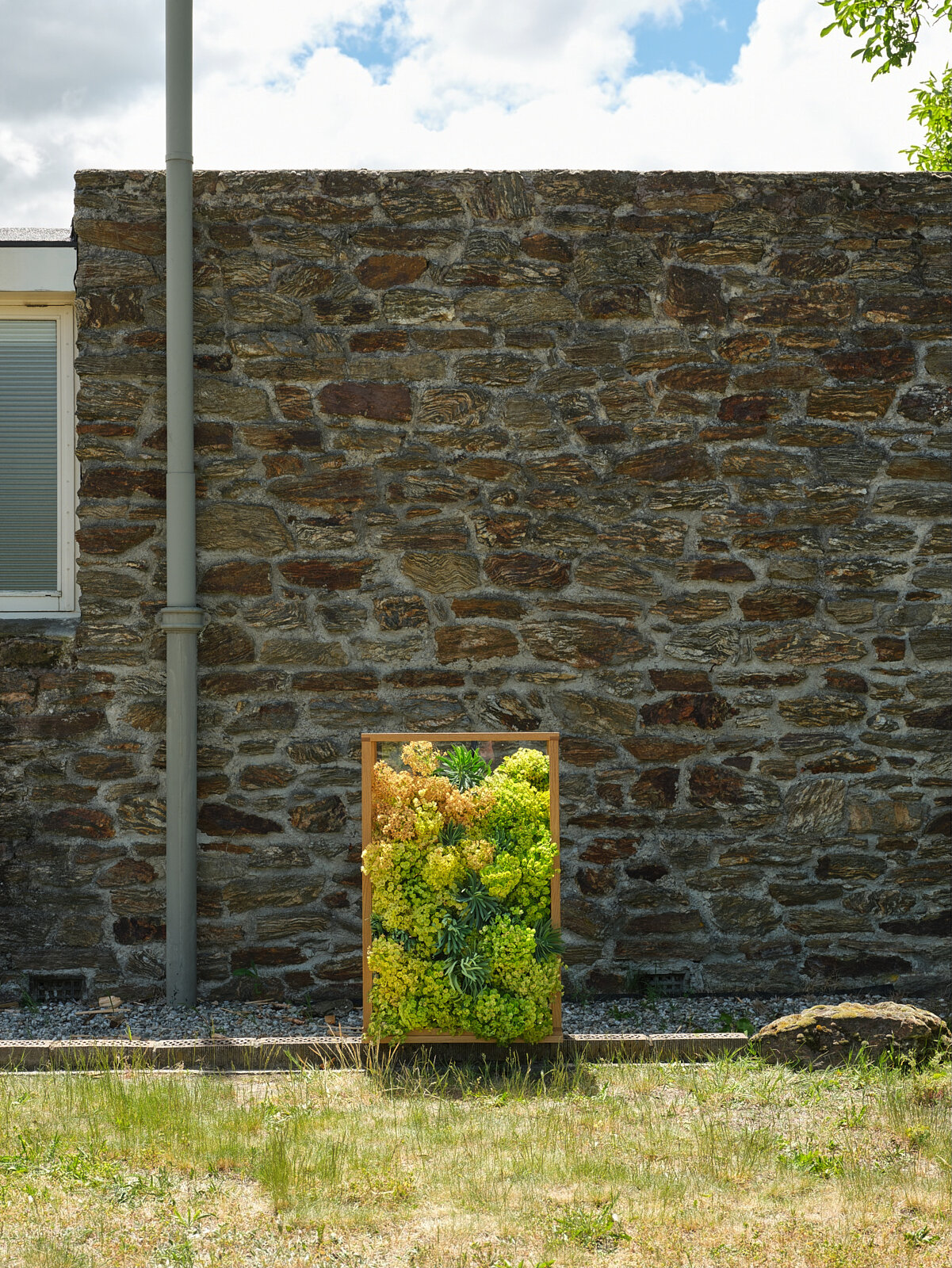   Euphorbia  Henderson House -  Alexandra, Central Otago.  2020. 1080 x 830mm  
