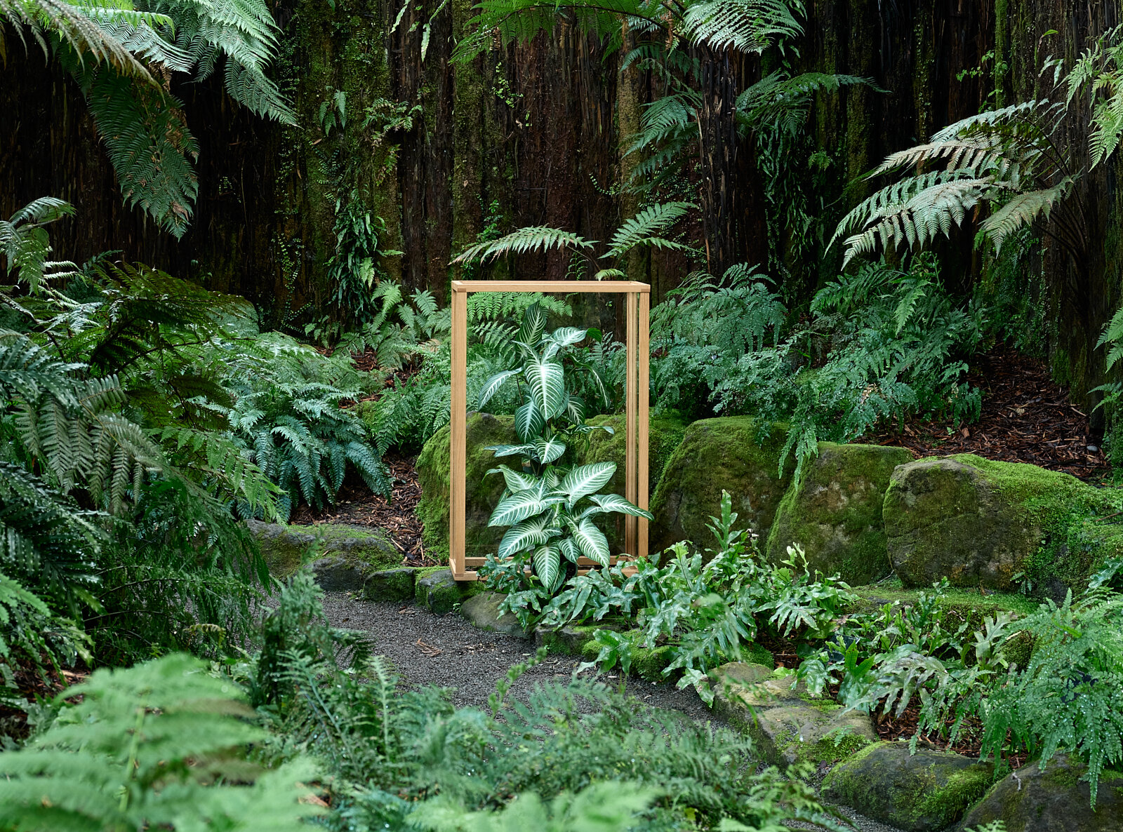   Caladium, NZ Fernery Botanic Gardens ChCh. 2020. 1080 x 830  