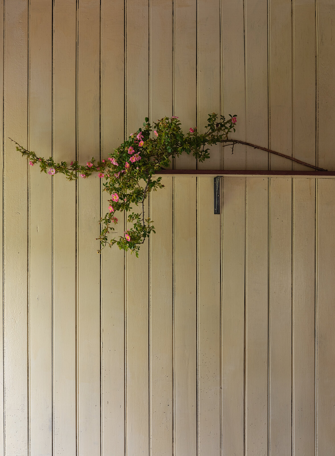   Briar Rose, Mitchell Cottage, Fruitlands Central Otago 2020. 570 x 415mm.  