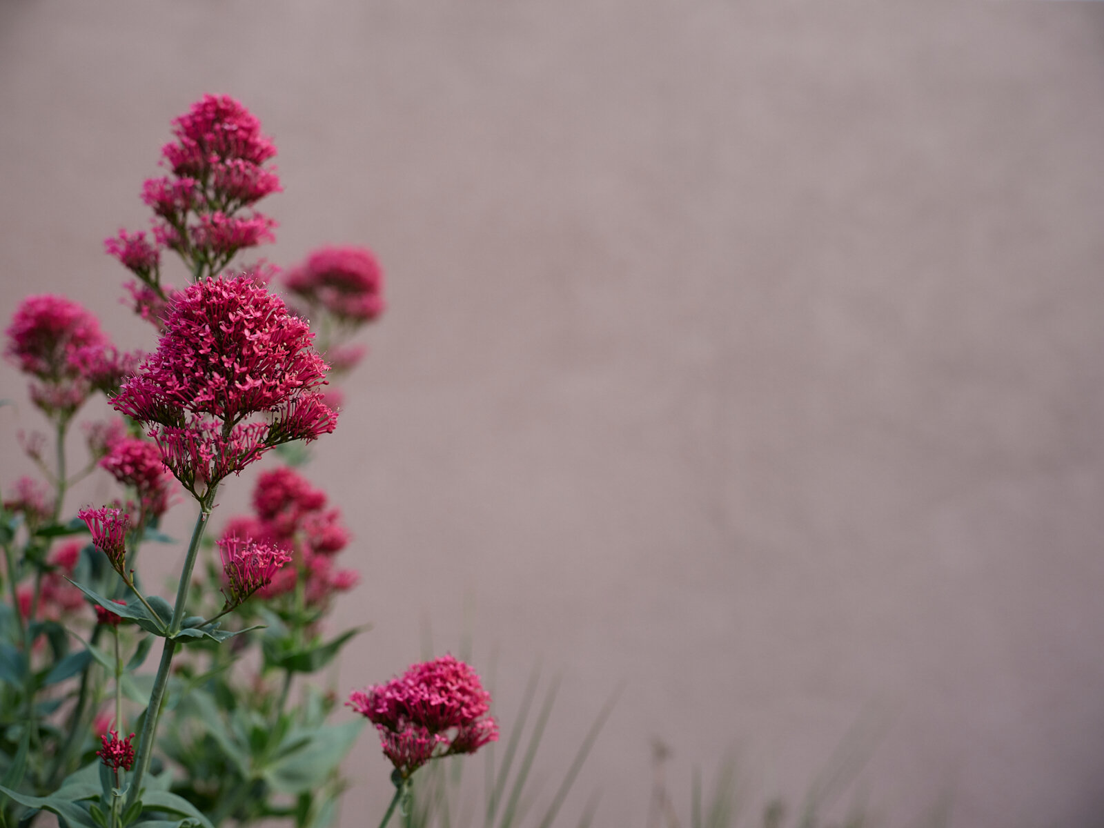   Valerian and Pink Wall, Alexandra, Central Otago. 2020. 330 x 250mm  