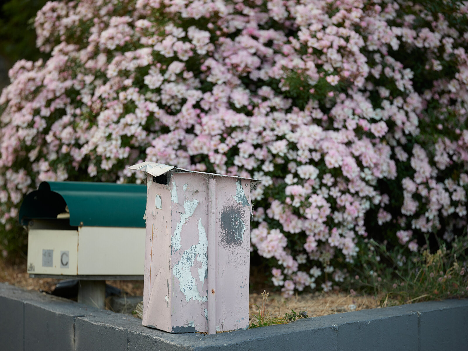   Carpet Rose and Pink Letter Box, Alexandra, Central Otago. 2020. 330 x 250mm  