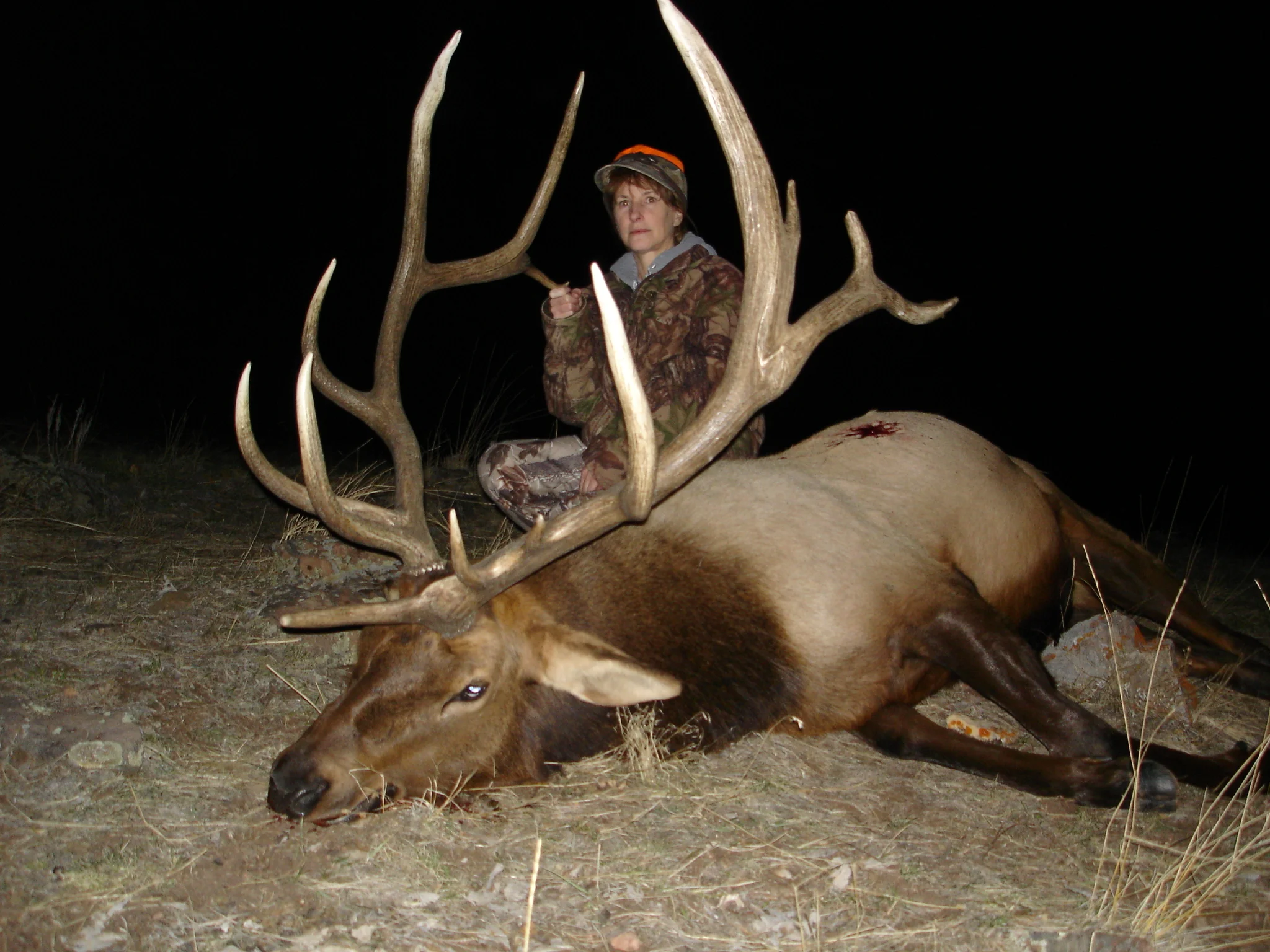 Kathy's bull 09 002.JPG