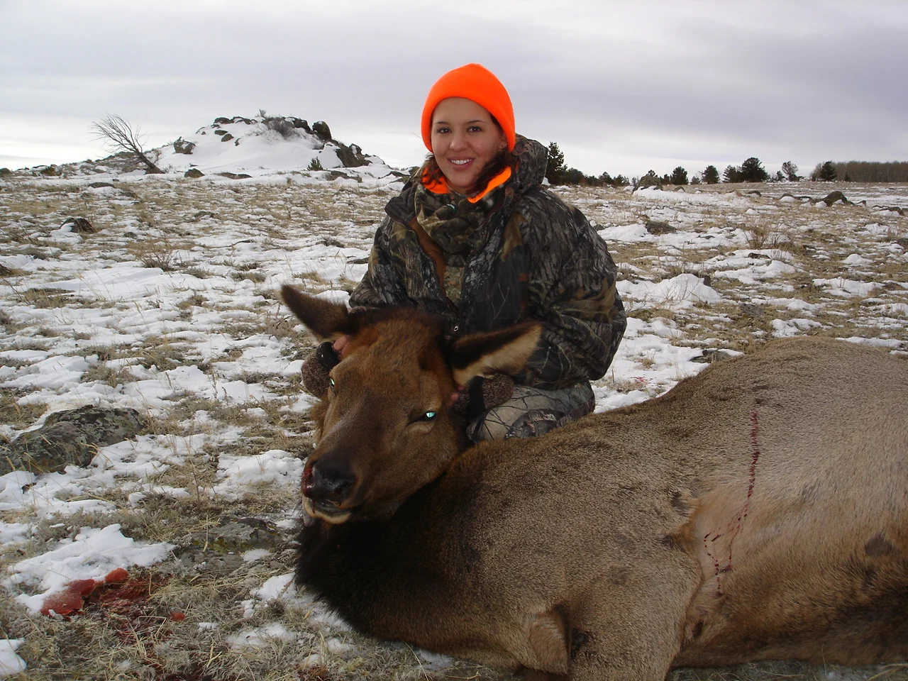 Cow elk 2010 009.JPG