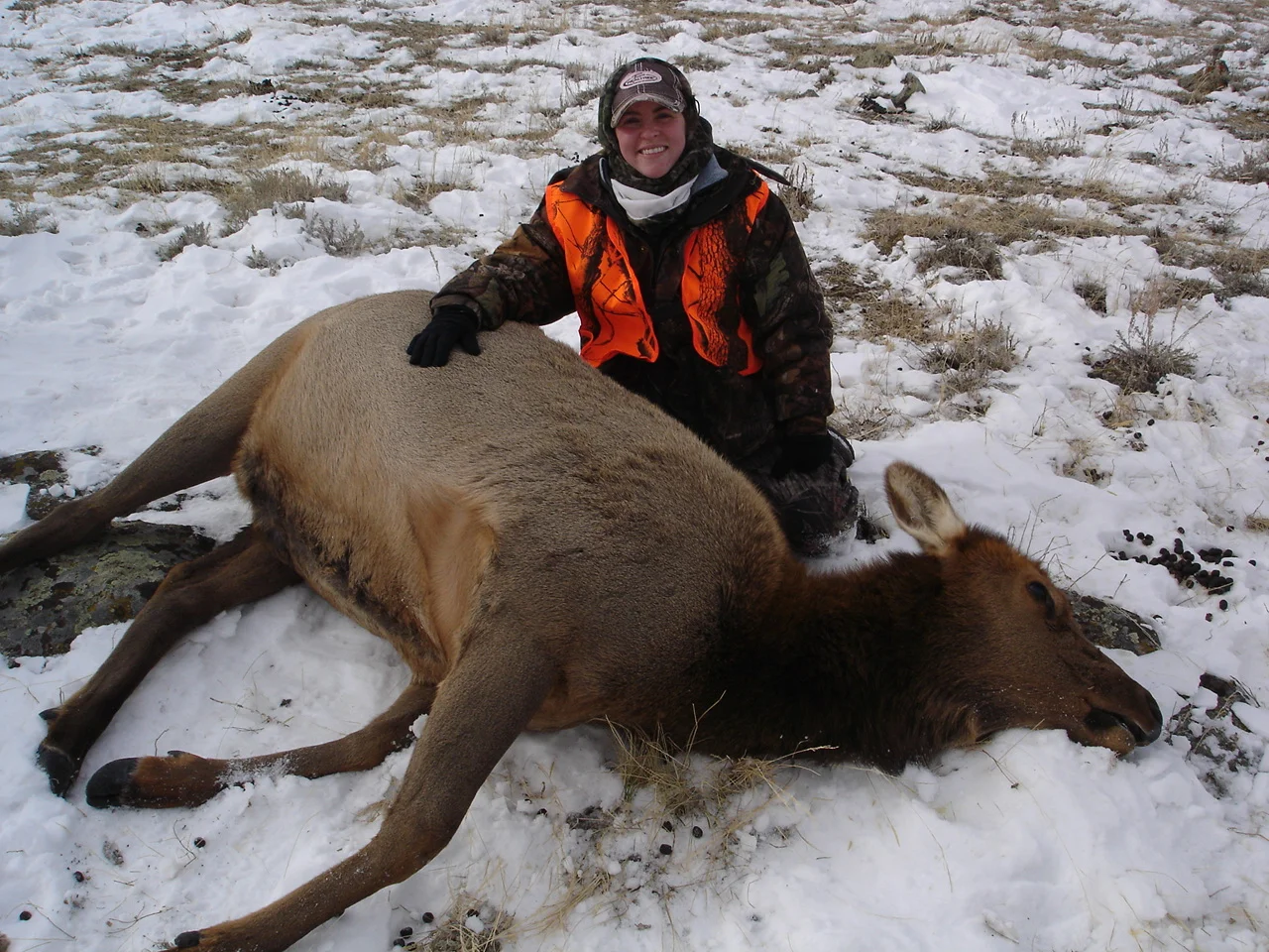 Cow elk 2010 002.JPG