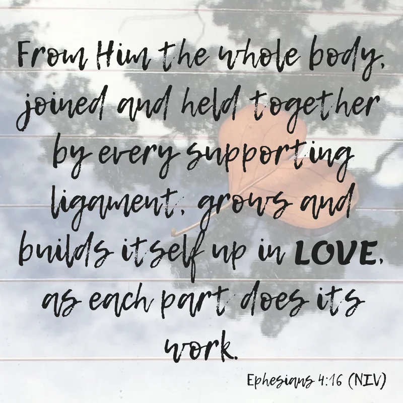 From him the whole body, joined and held together by every supporting ligament, grows and builds itself up in love, as each part does its work. (1).jpg