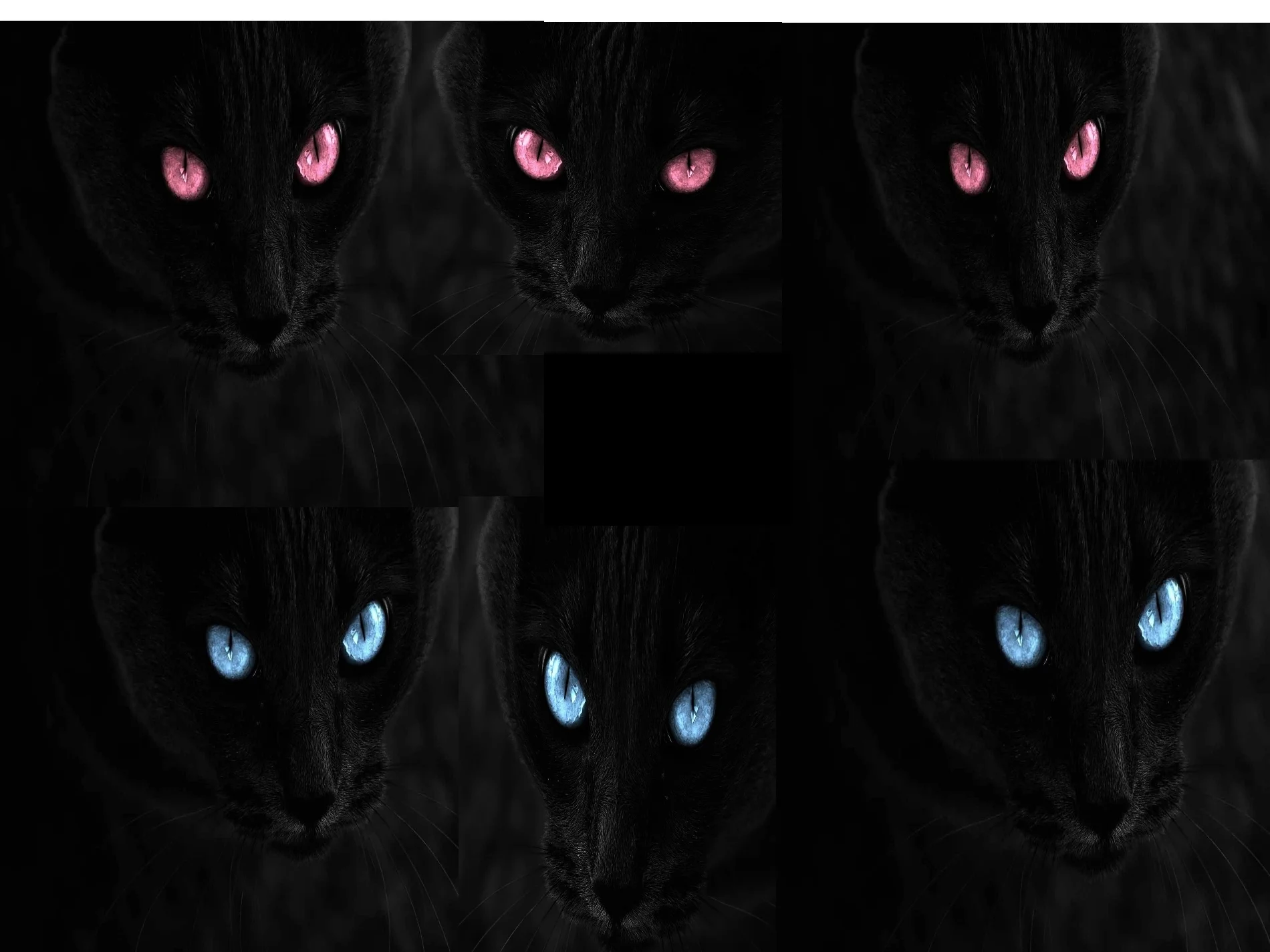 black cats.jpg