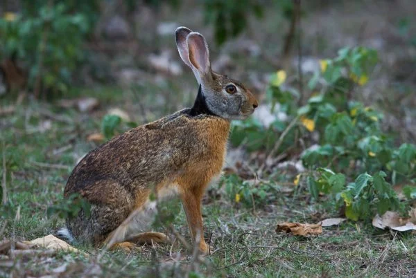 Indian-hare-e1513693096783.jpg