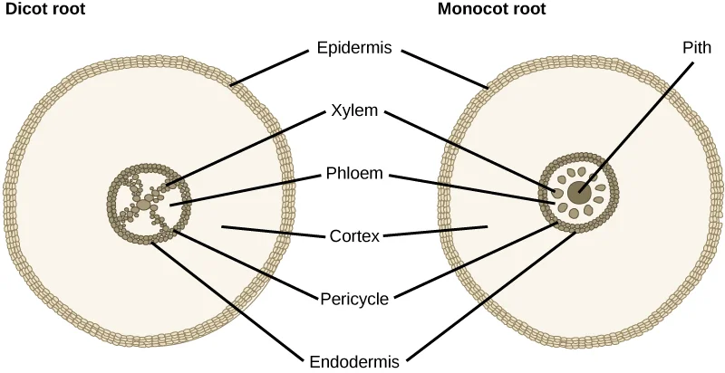 Figure_30_03_04.jpg