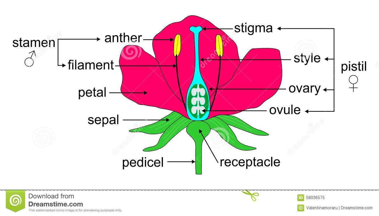 parts-flower-educational-illustration-angiosperm-morphology-58036575.jpg