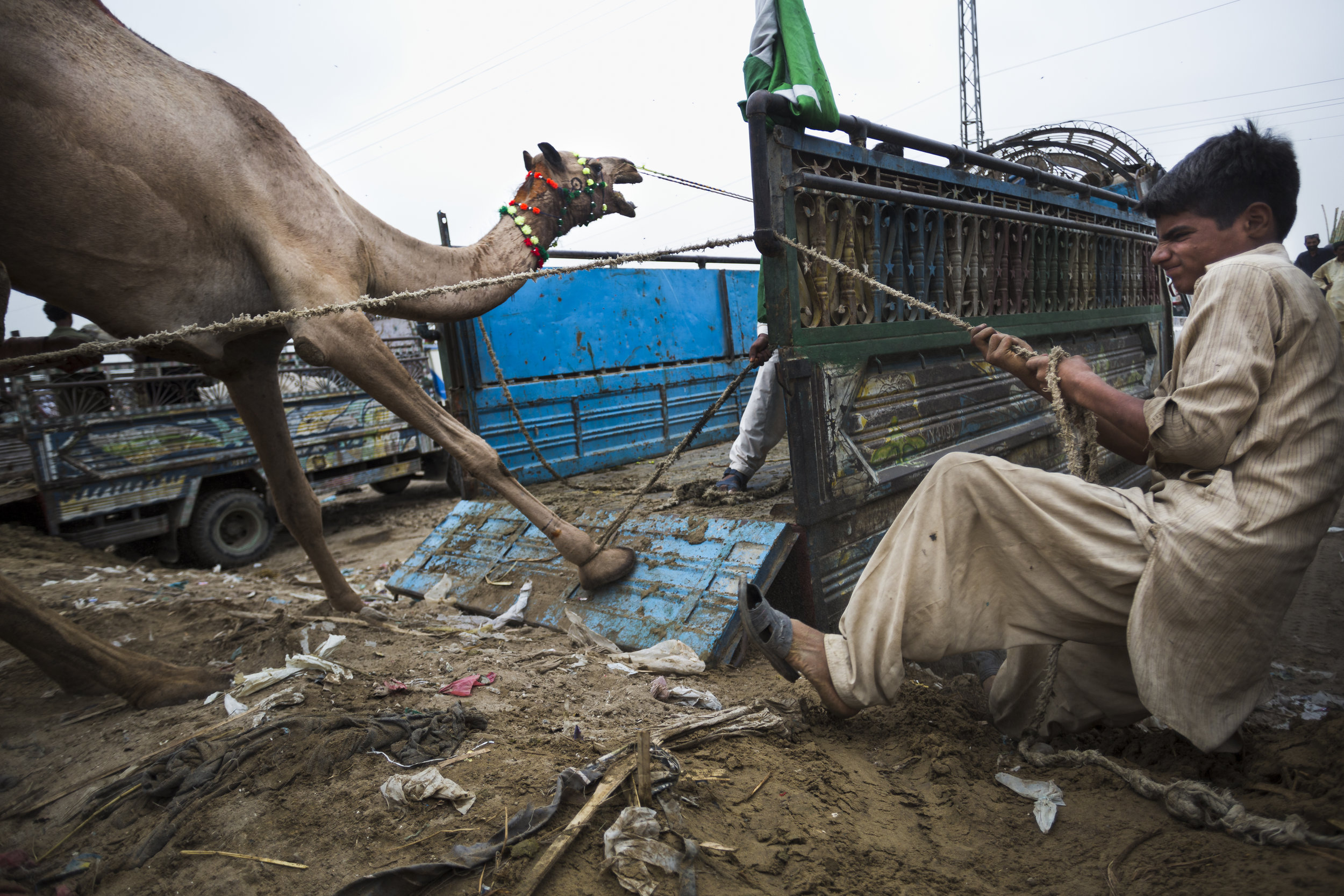  A boy wrangles a camel at a 'mandi,' in Karachi, Pakistan on Friday Aug 9, 2019. Mandis are pop up animal markets where customers browse and purchase goats, sheep, cows, or camels for sacrificial slaughter for the Muslim celebration Eid al-Adha. Muc