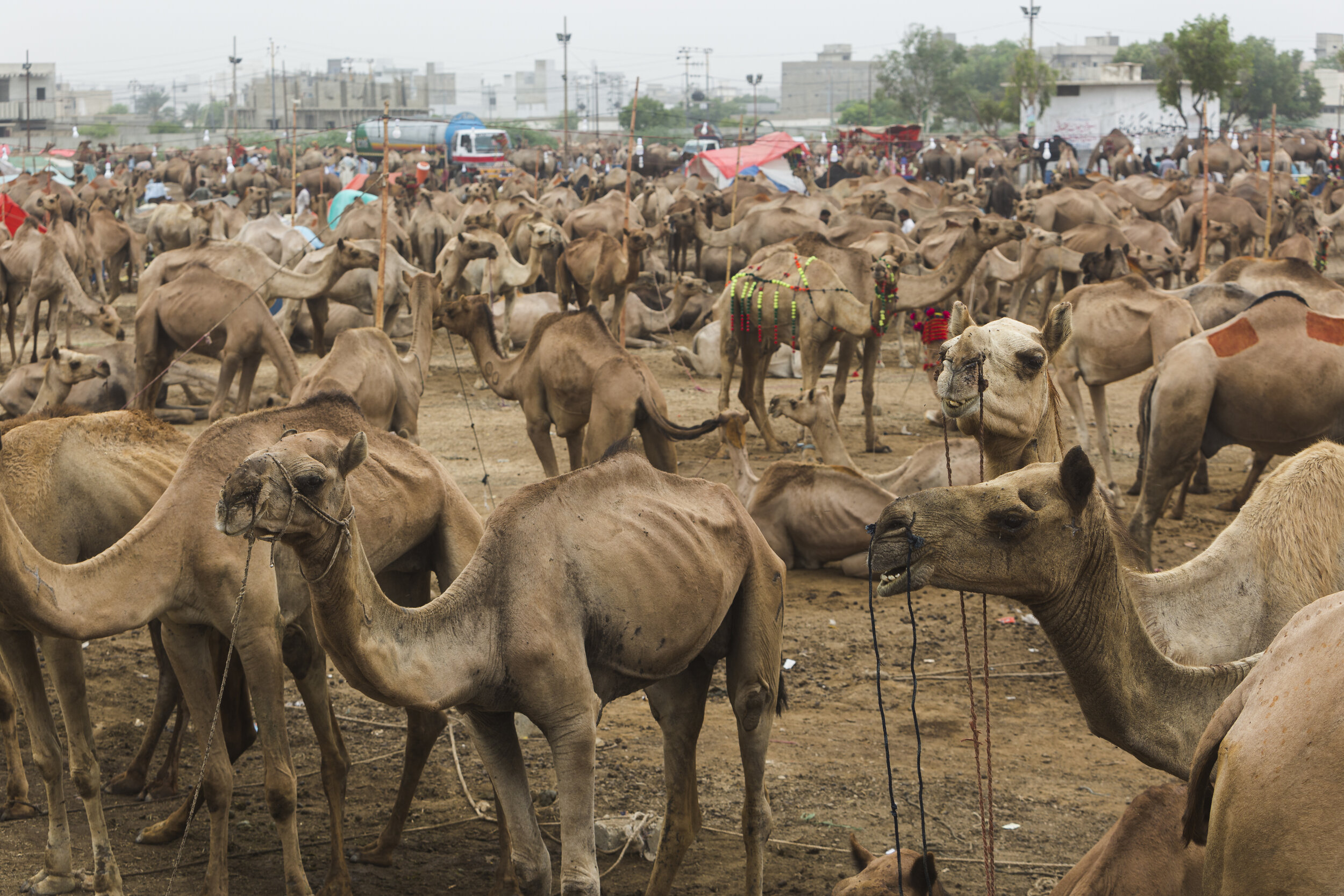  A camel market, or 'mandi,' in Karachi, Pakistan on Friday Aug 9, 2019. Mandis are pop up animal markets where customers browse and purchase goats, sheep, cows, or camels for ritual slaughter for the Muslim celebration Eid al-Adha. Much of meat is o