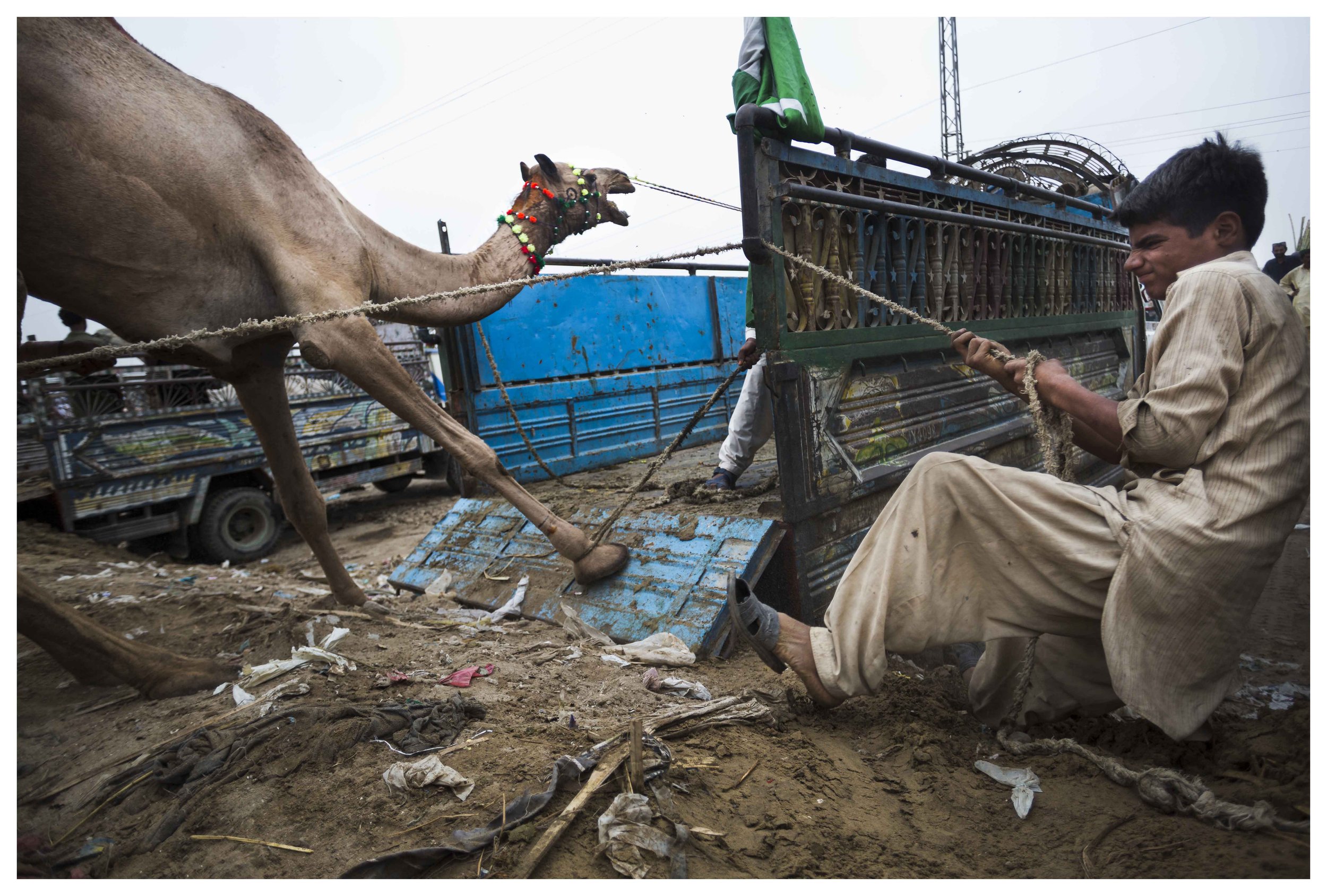  A camel is wrangled into a truck at a ‘mandi,’ in Karachi, Pakistan on Friday, Aug 9, 2019. Mandis are pop up animal markets where customers browse and purchase goats, sheep, cows, or camels for sacrificial slaughter for the Muslim celebration Eid a