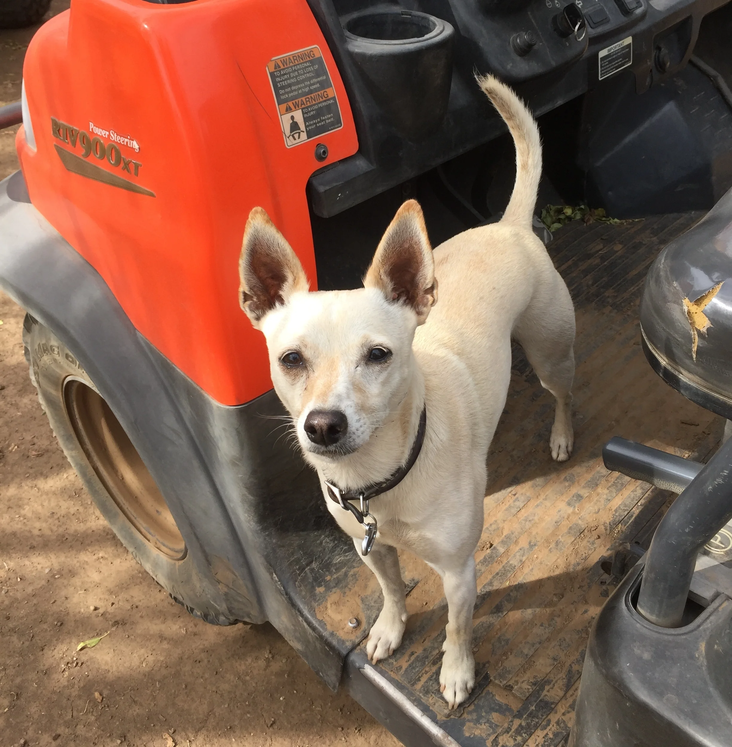 Our dog, Piper, is part of the team too! She comes to work everyday and lends her helpful paws in the fields. A true flower appreciator, she reminds everyone to stop and smell the flowers. 