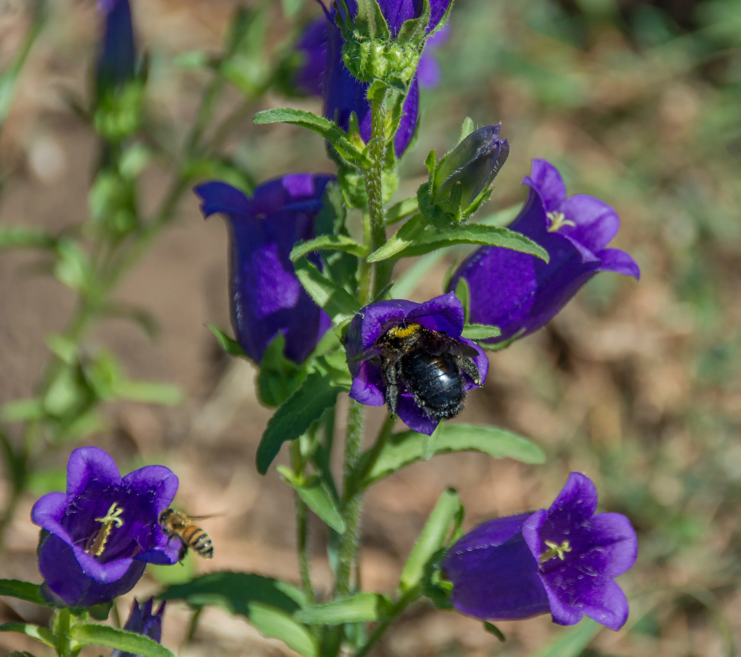 DSC_7675.jpg