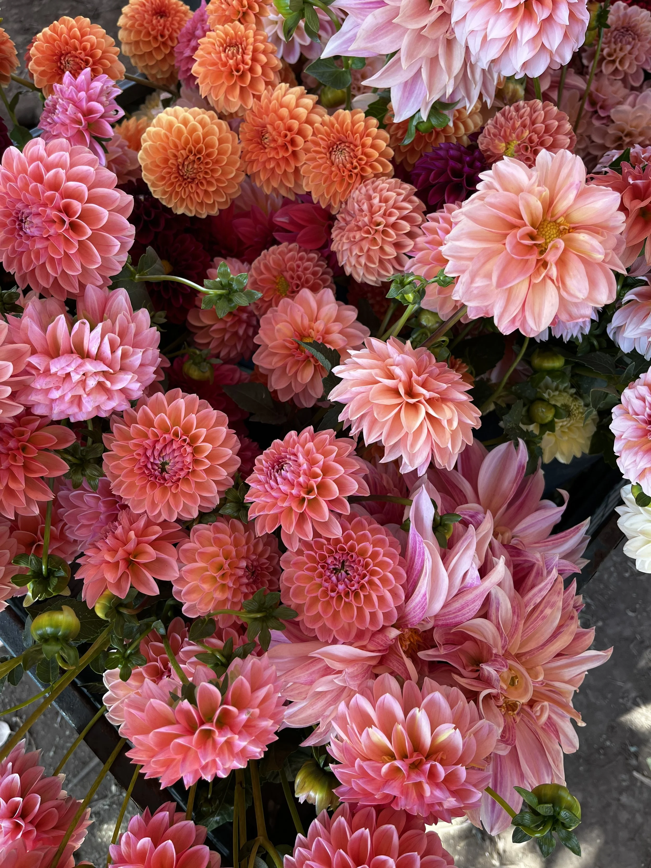 IMG-dahlia cart.jpg