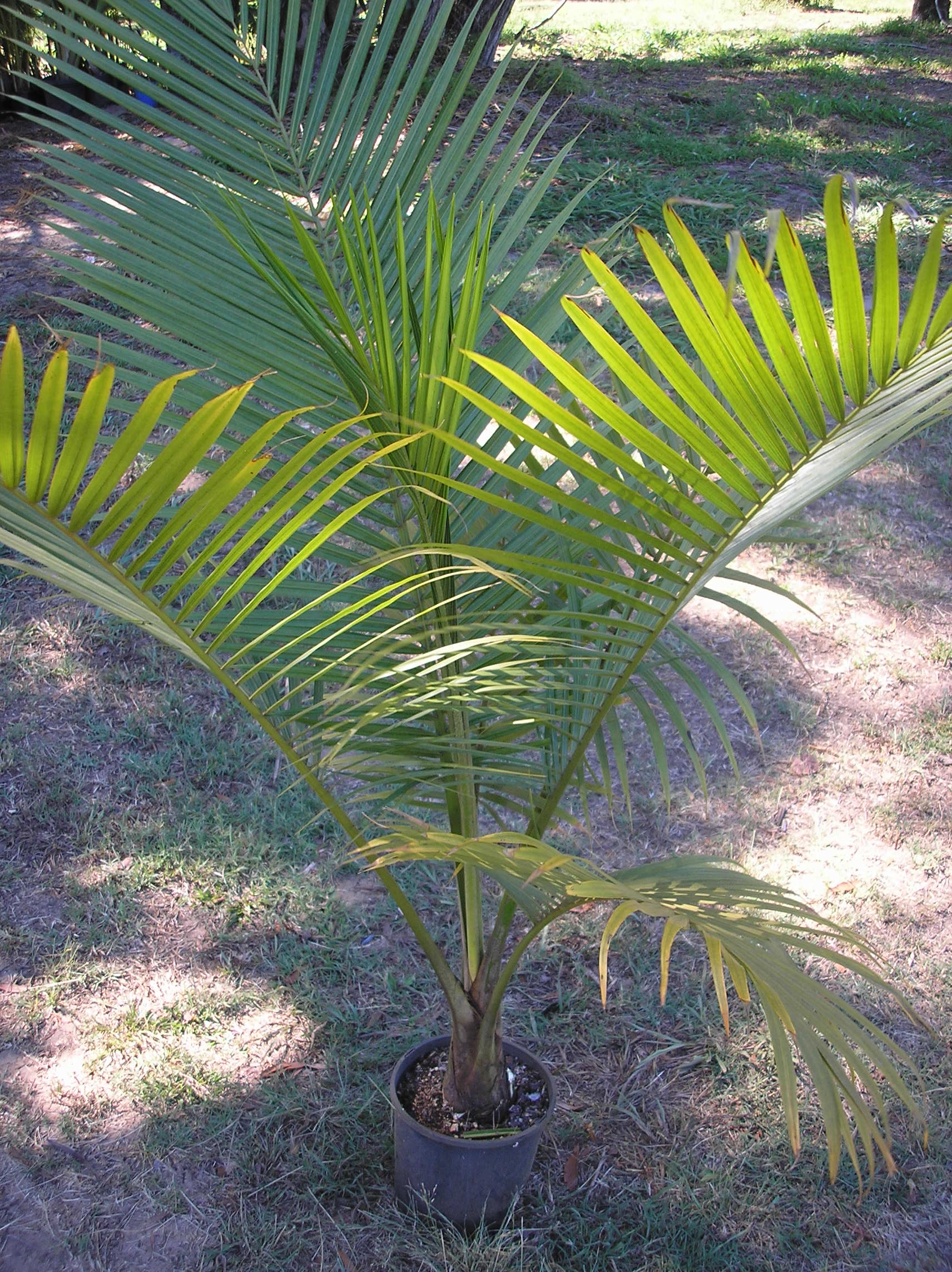 Palms Cycads Plants Of Palmwoods