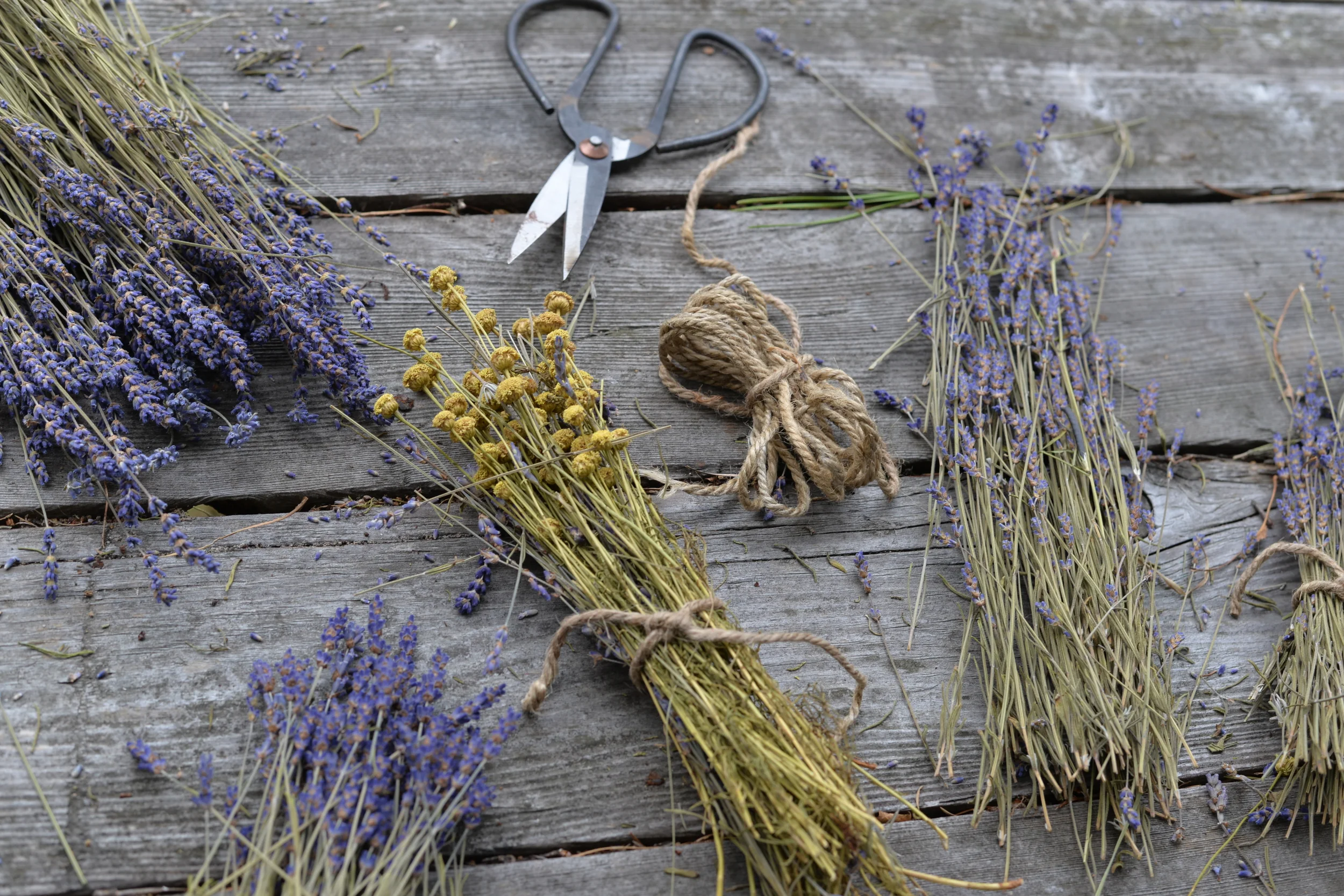  Cape Cod Lavender Farm | Cape Cod, MA 