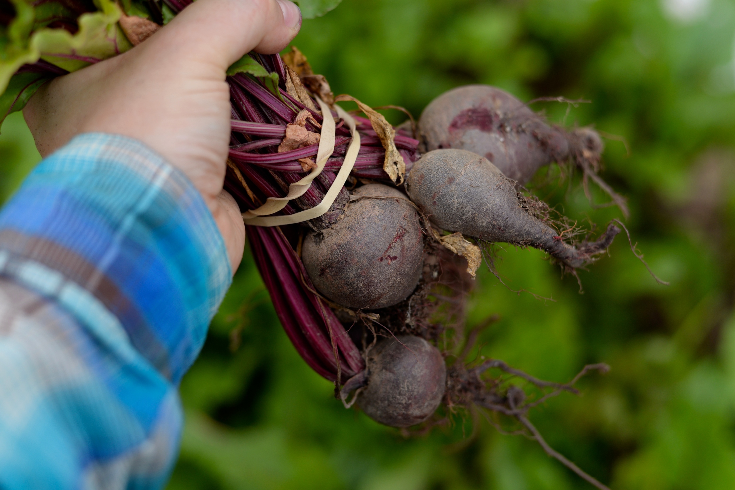  EarthDance Farms | Ferguson, MO 