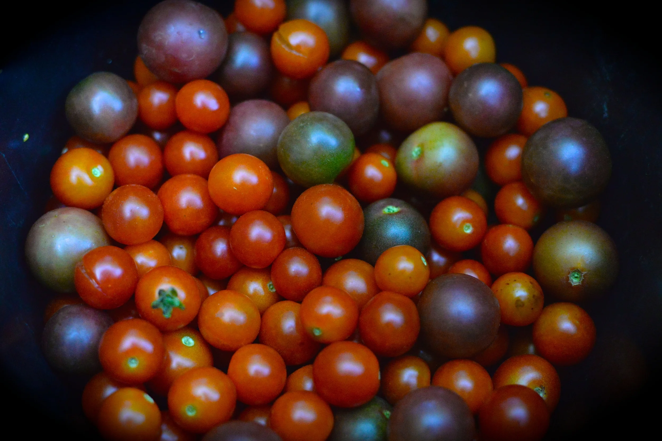  EarthDance Farms | Ferguson, MO 