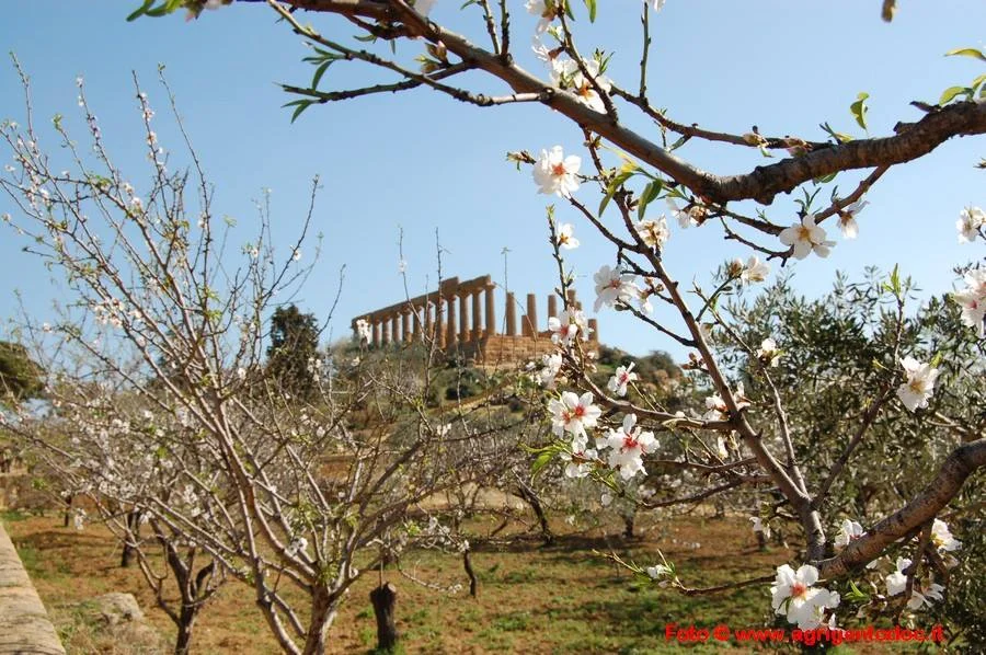 ingresso gratuito alla valle dei templi.jpg