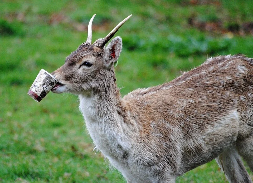 deer-1206934_960_720.jpg