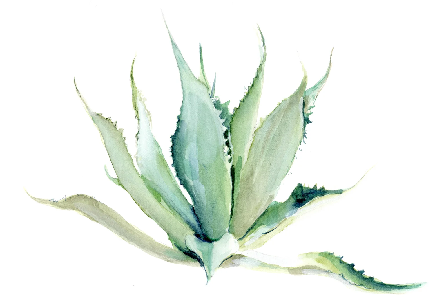 2. Cacti 1.jpg