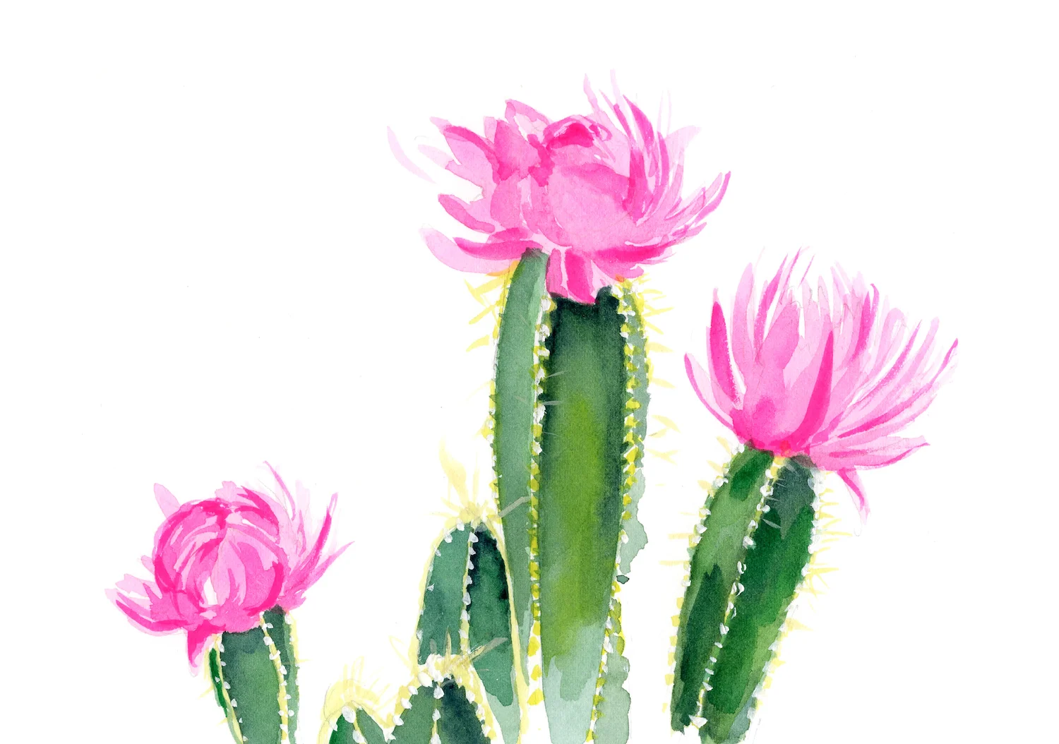 5. Cacti 2.jpg