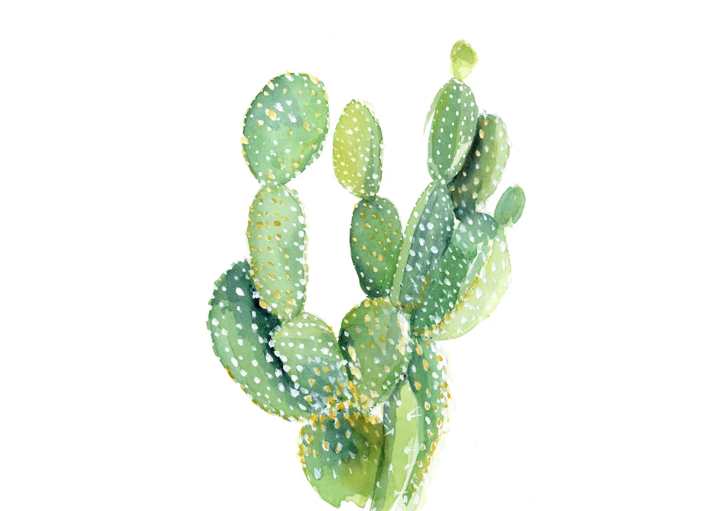 8.Cacti 3.jpg