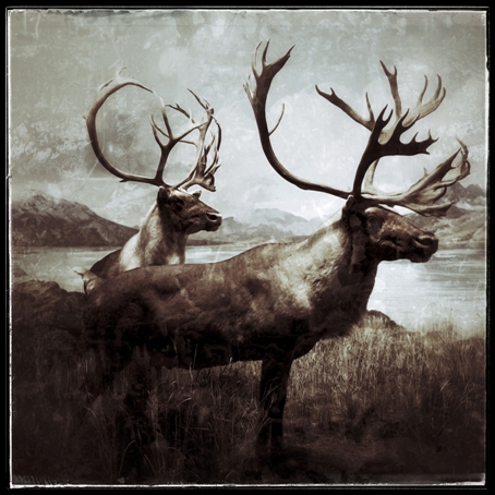 Harri Heinonen sarjasta Fauna