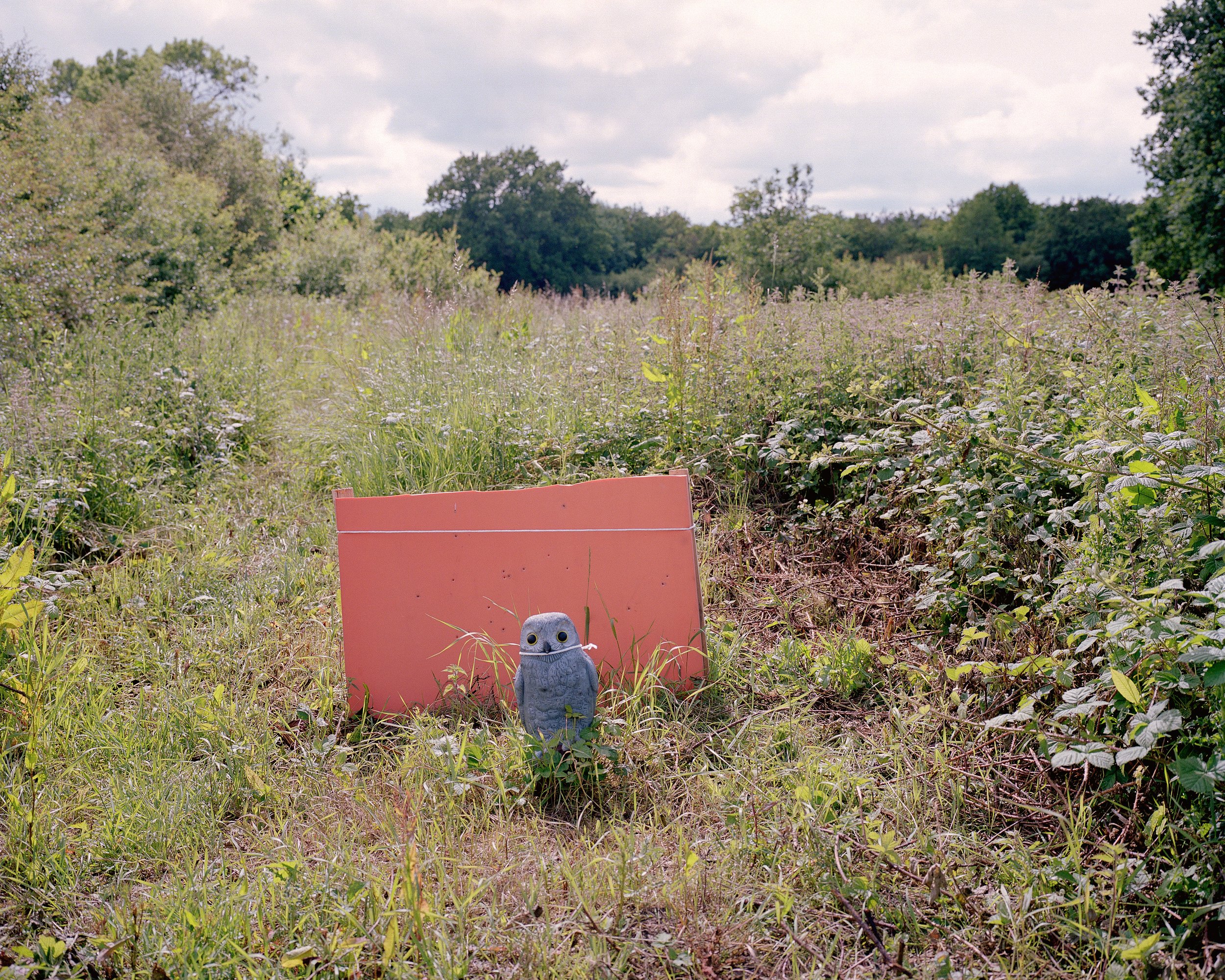   Personal  / In Fields of Albion  Owl 3D, Ashby De La Zouch  