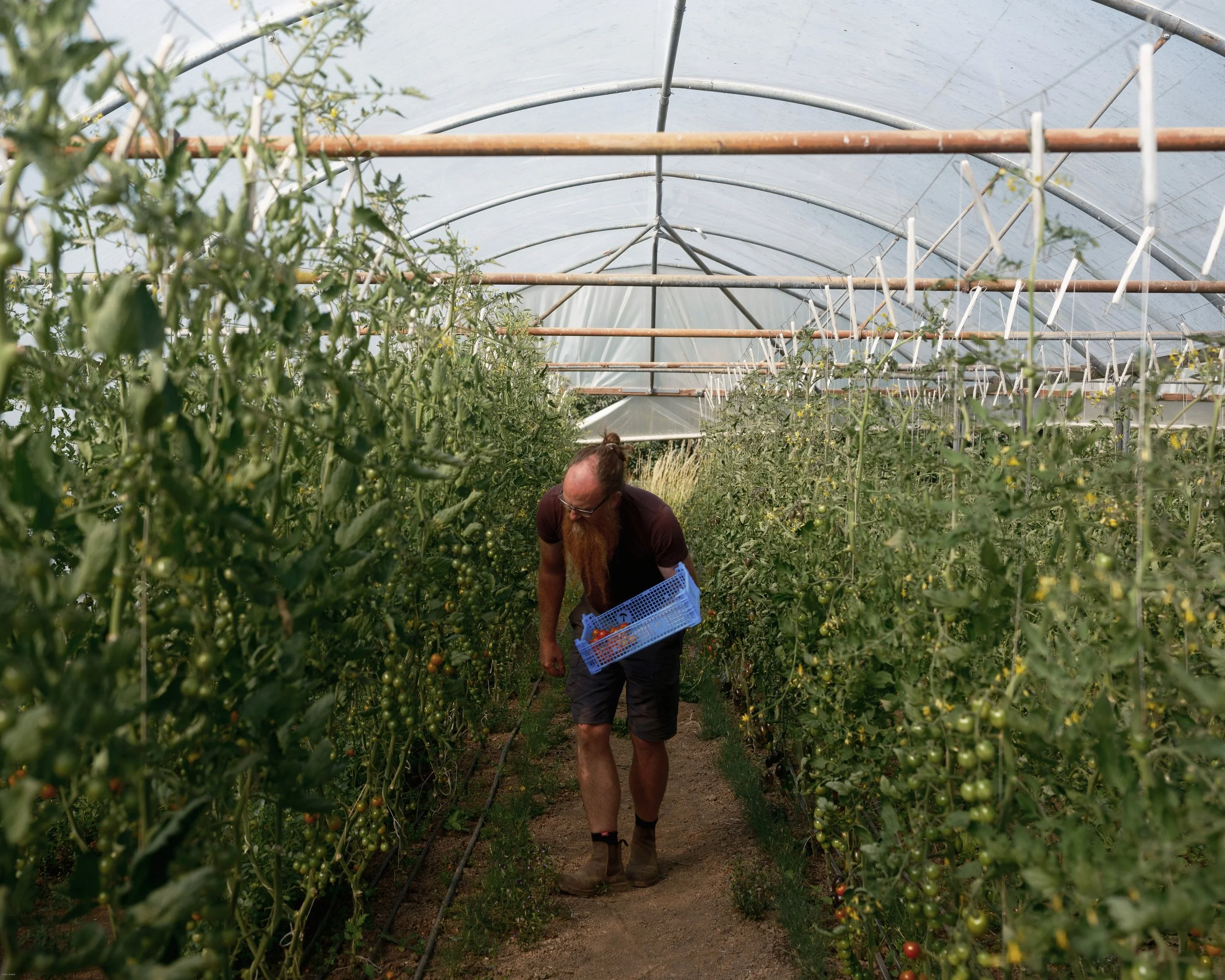 Green Ginger Organics, Baddaford Farm x The Patch   2026