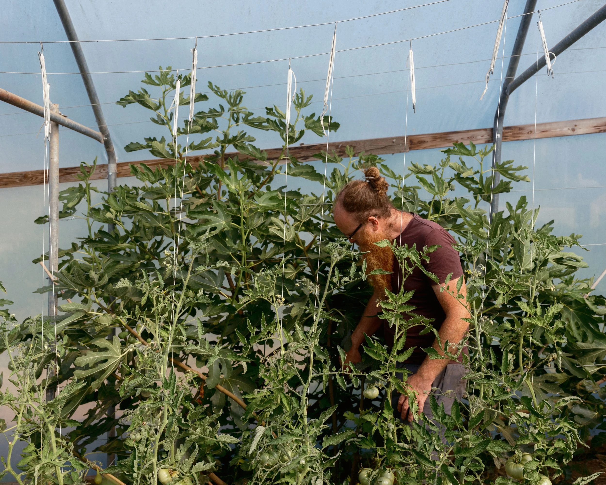 Green Ginger Organics, Baddaford Farm x The Patch   2026