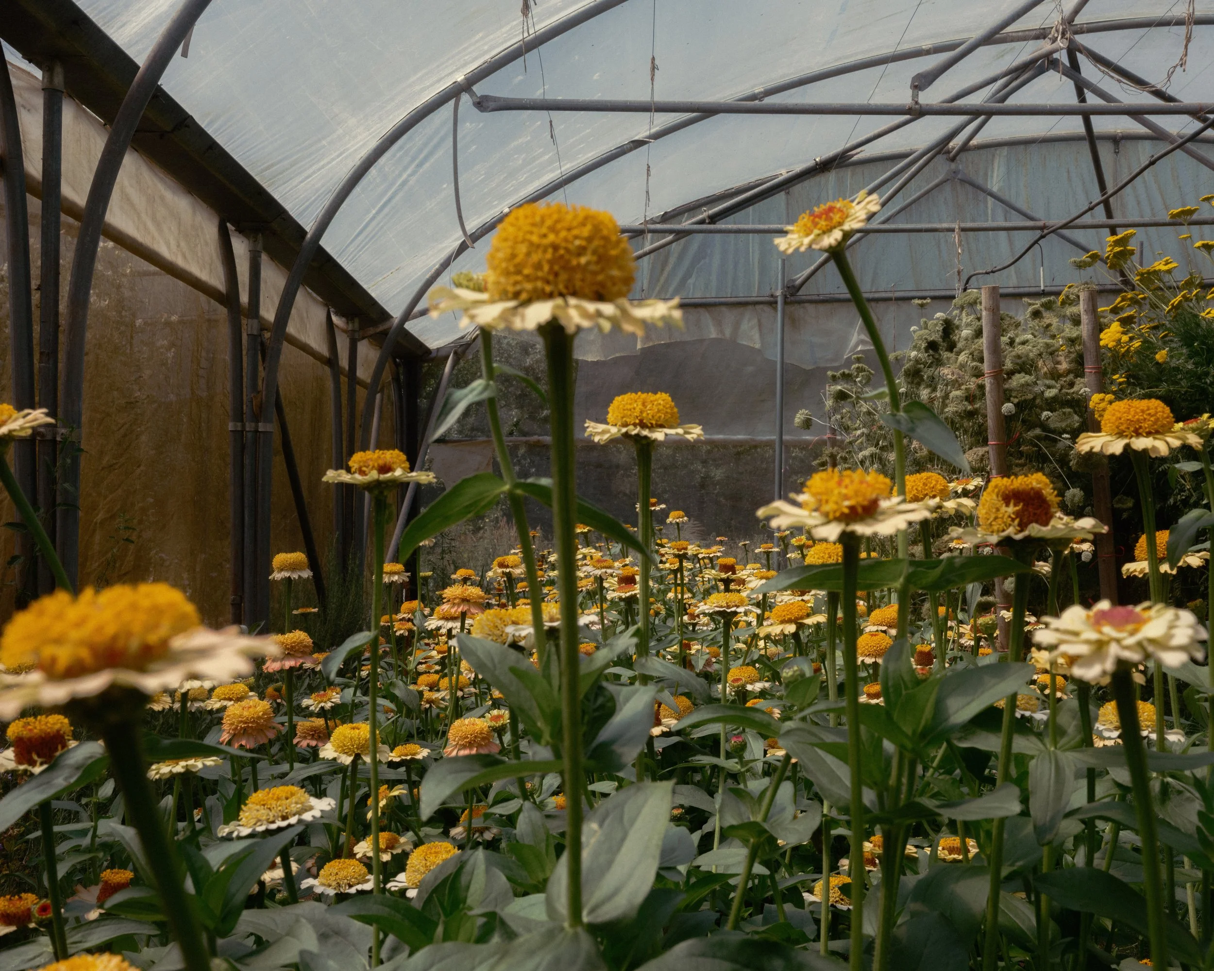 Vital Seeds, Baddaford Farm x The Patch   2026