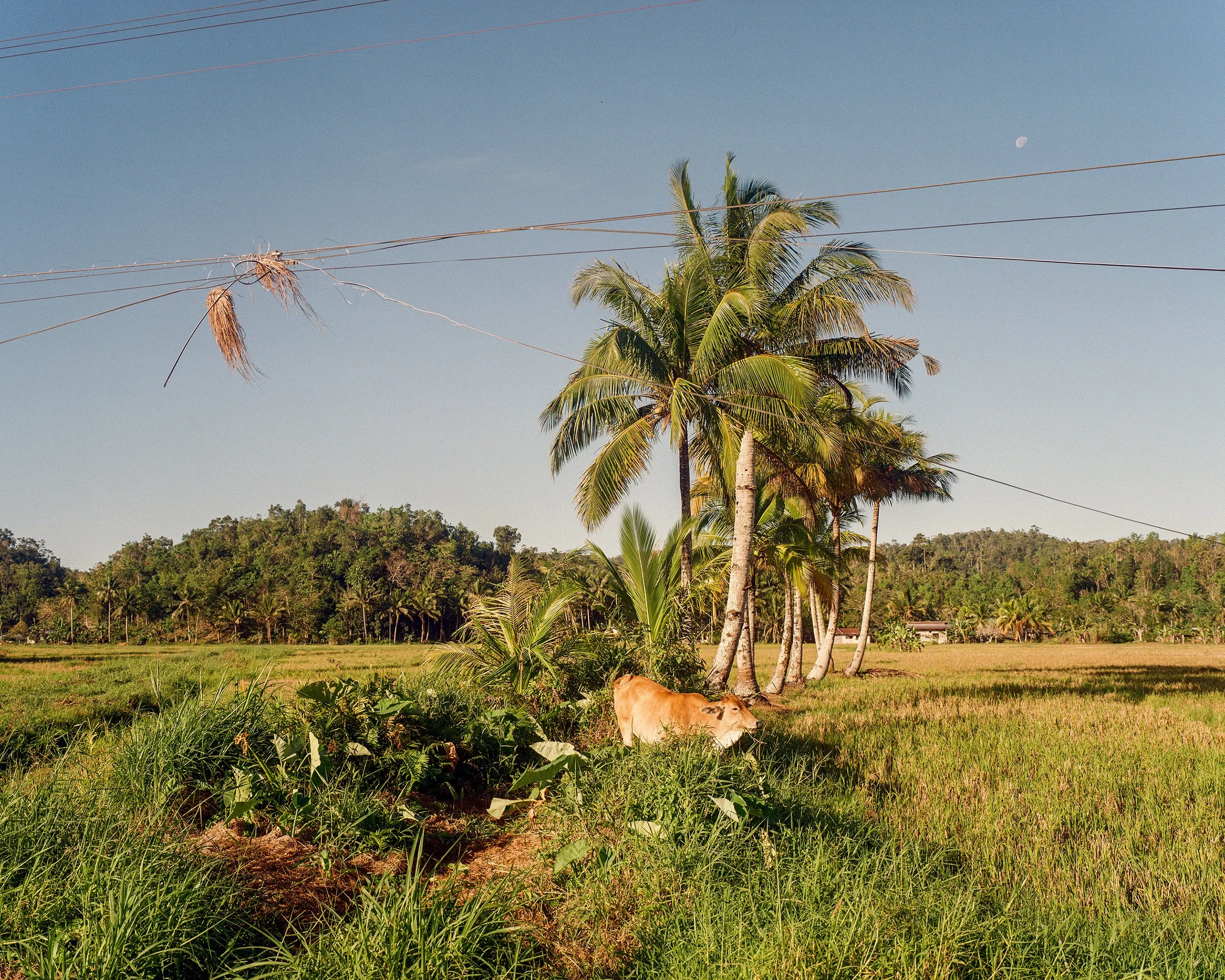 Bohol, Phillipines  
2024