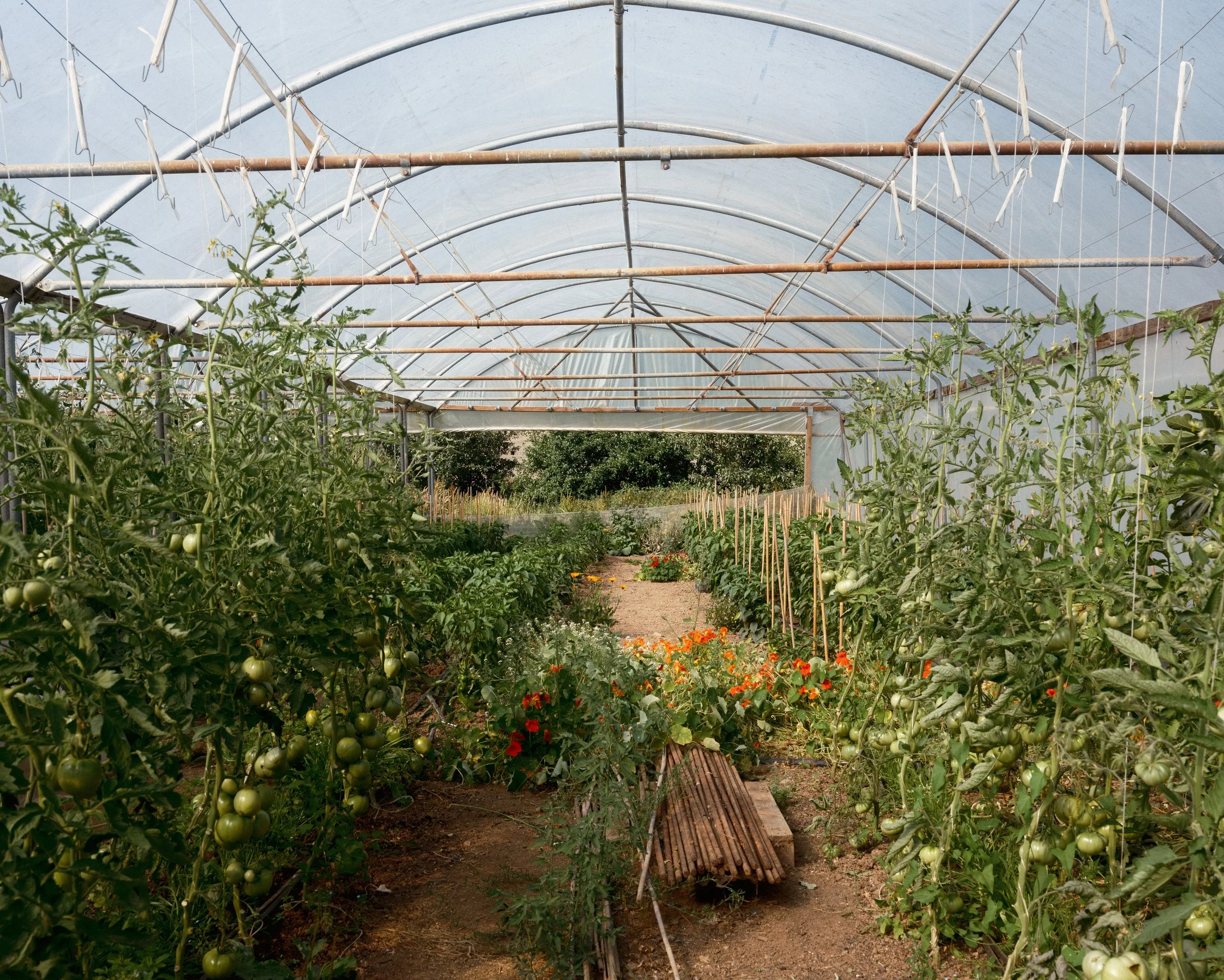 Green Ginger Organics, Baddaford Farm x The Patch   2026