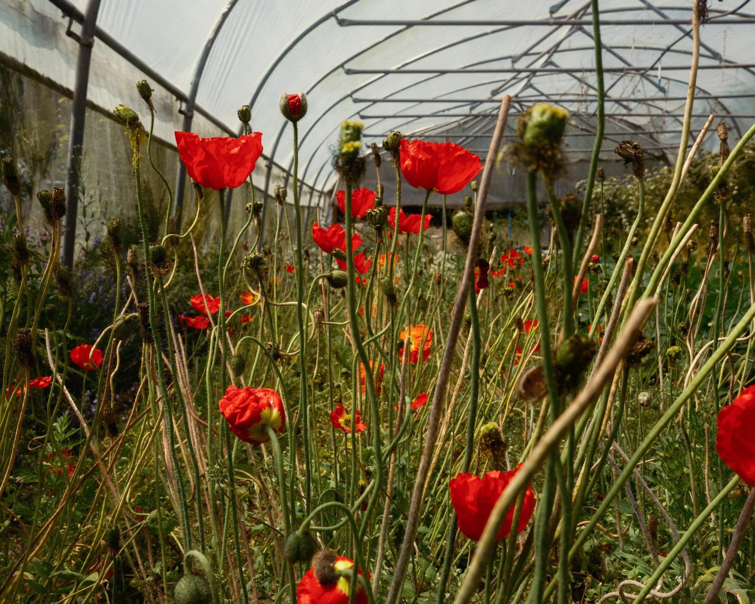 Baddaford Farming Collective - The Patch