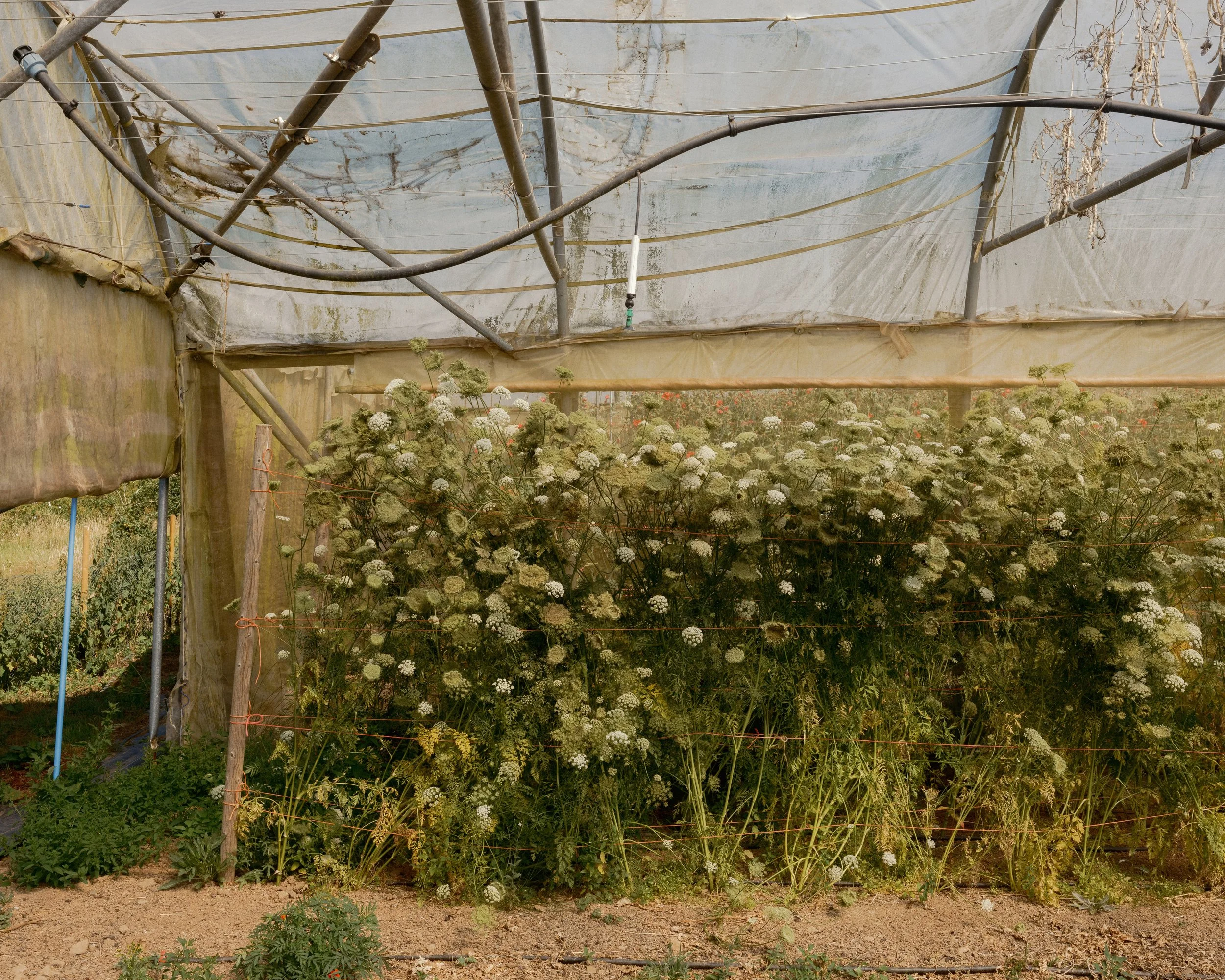 Vital Seeds, Baddaford Farm x The Patch   2026