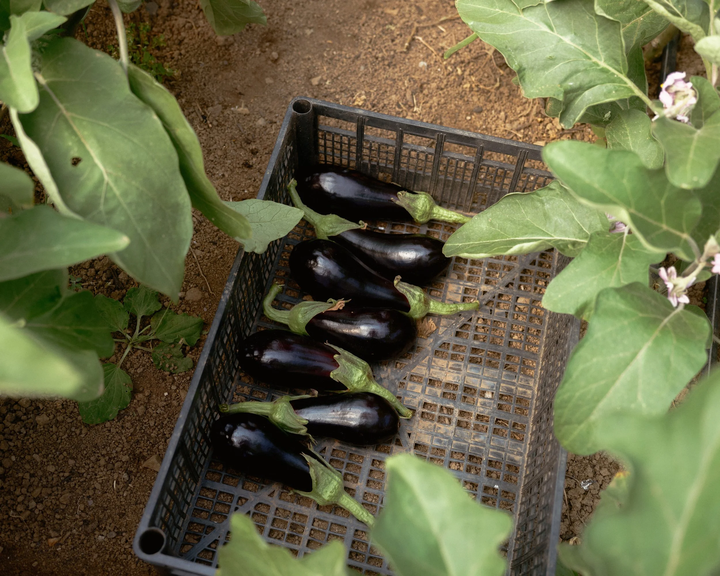 Green Ginger Organics, Baddaford Farm x The Patch   2026